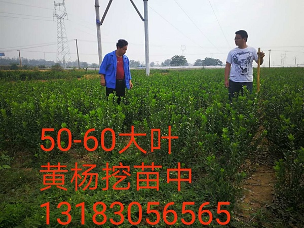 河南50-60公分大叶黄杨-60公分大叶黄杨 