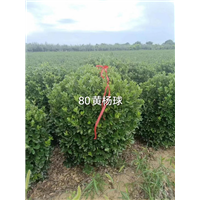 河南80公分大叶黄杨