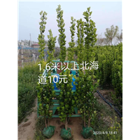 河南1米8北海道黄杨 
