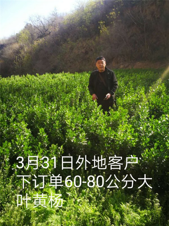 60-80公分大叶黄杨 