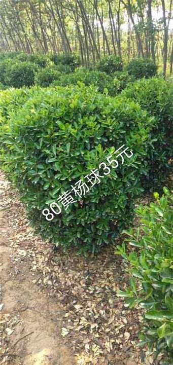 河南冠80精品黄杨球河南精品黄杨球 