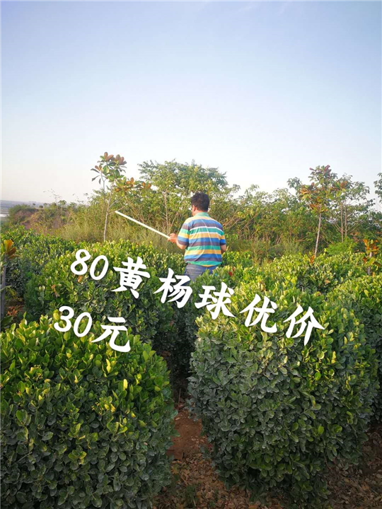 河南冠幅80公分大叶黄杨球 