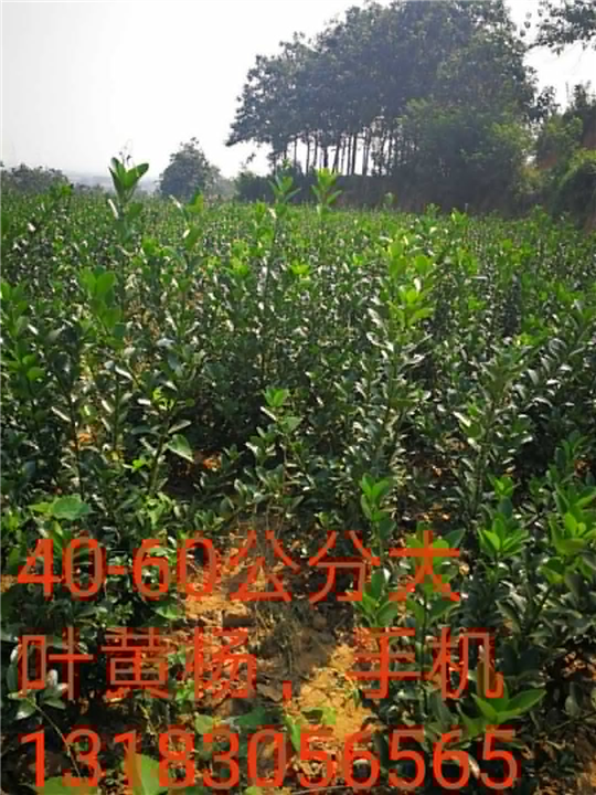 河南40-60公分大叶黄杨树-60公分大叶黄杨树1 
