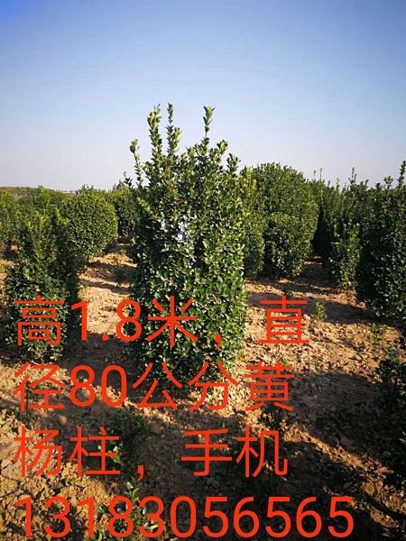 河南1.8米黄杨柱-1.8米黄杨柱5 