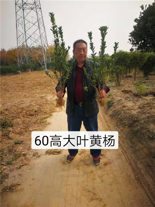 60高大叶黄杨 