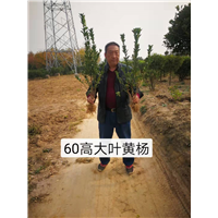 60高大叶黄杨 