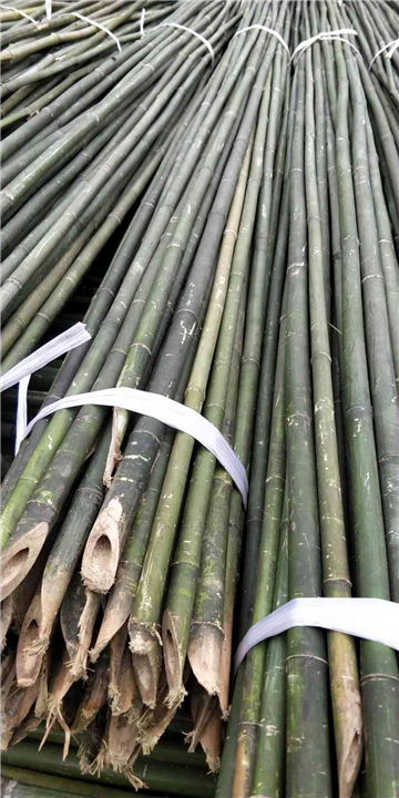 湖南篙竹厂家批发