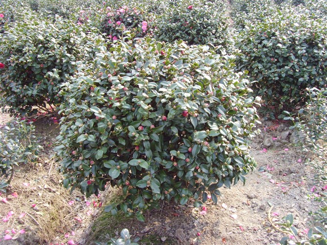 茶梅ˉ浙江茶梅×浙江茶梅供应∠浙江茶梅销售×茶梅批发×茶梅价格