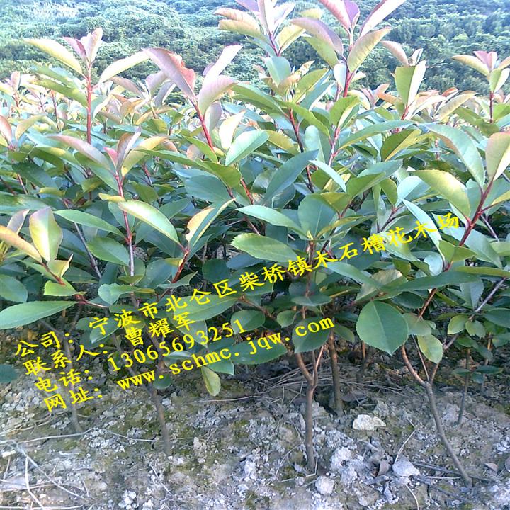 浙江红叶石楠色块苗 种植基地 