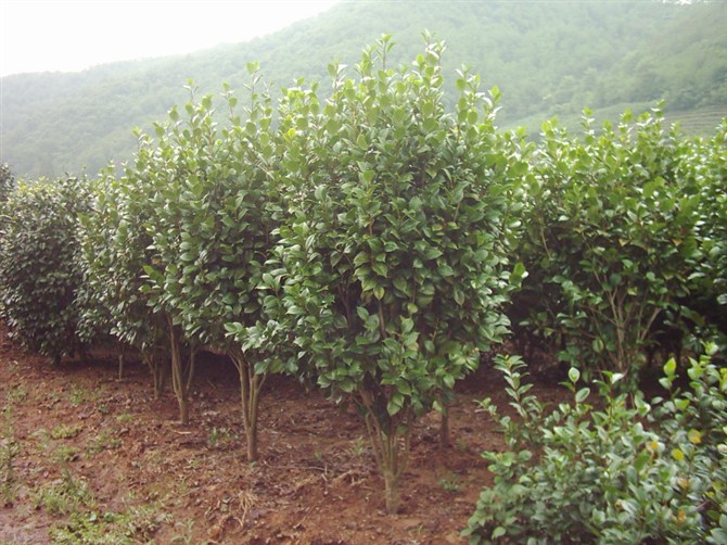 浙江茶花∪浙江茶花供应×浙江茶花批发∪浙江茶花销售
