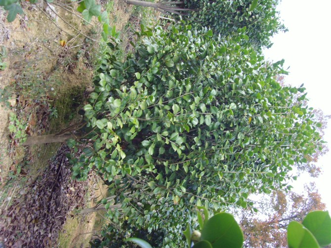 浙江茶花∪浙江茶花供应×浙江茶花批发∪浙江茶花销售