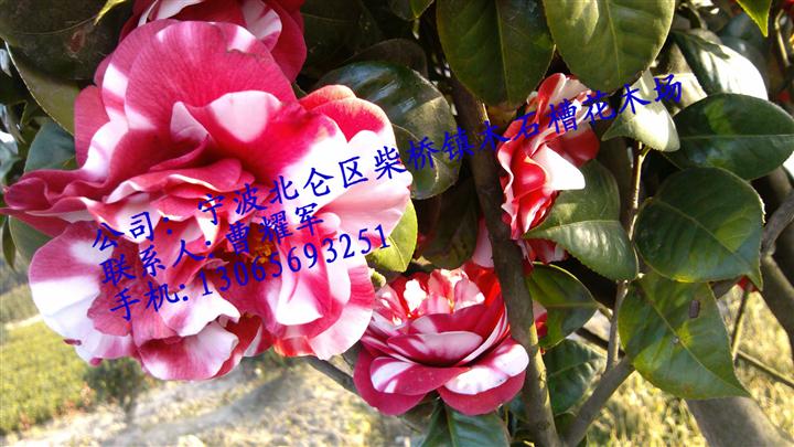 红露珍茶花
