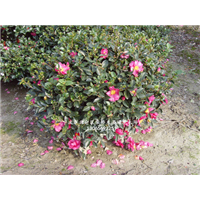 浙江茶梅球精品|浙江宁波茶梅小毛球大批量 