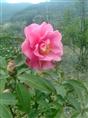 宁波茶花