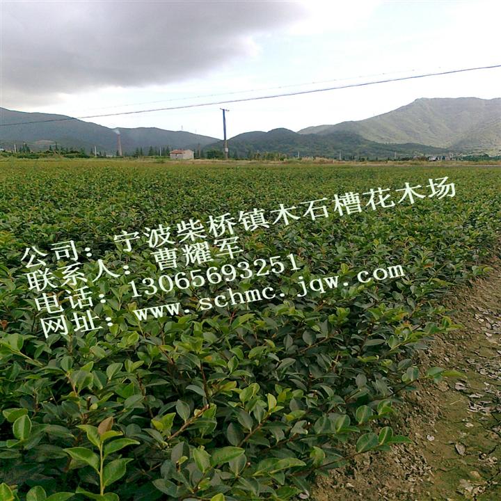 茶梅色块苗_