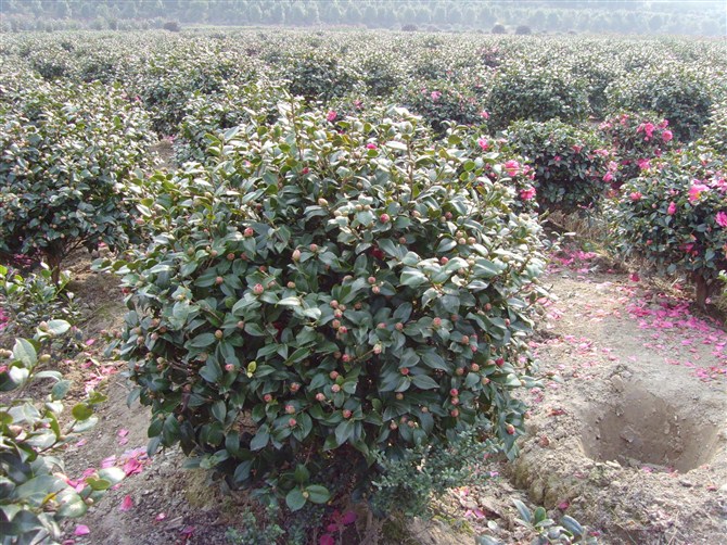 茶梅ˉ浙江茶梅×浙江茶梅供应∠浙江茶梅销售×茶梅批发×茶梅价格