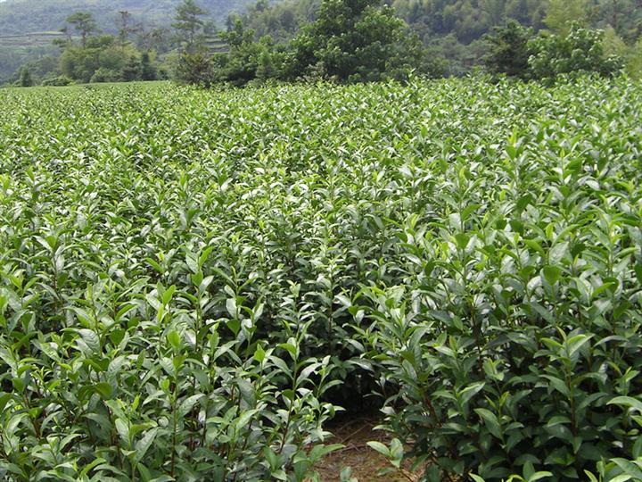 福云６号茶苗-福鼎大毫茶苗\福云６号茶苗+福云６号茶苗
