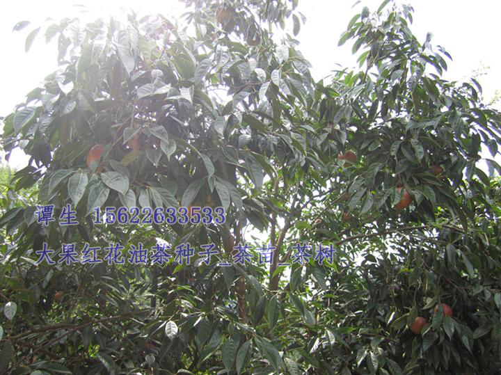 大果红花茶油  大果红花油茶苗/大果红花油茶种子/红花油茶种子/红花油茶树苗/红花油茶村/茶苗/茶树/红花茶油/大果红花油茶1 