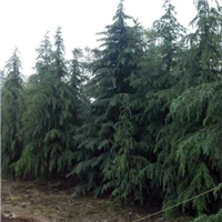 供应♀ 河南雪松批发∈销售河南雪松直销商 