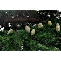 求购河南雪松、河南桂花价格 