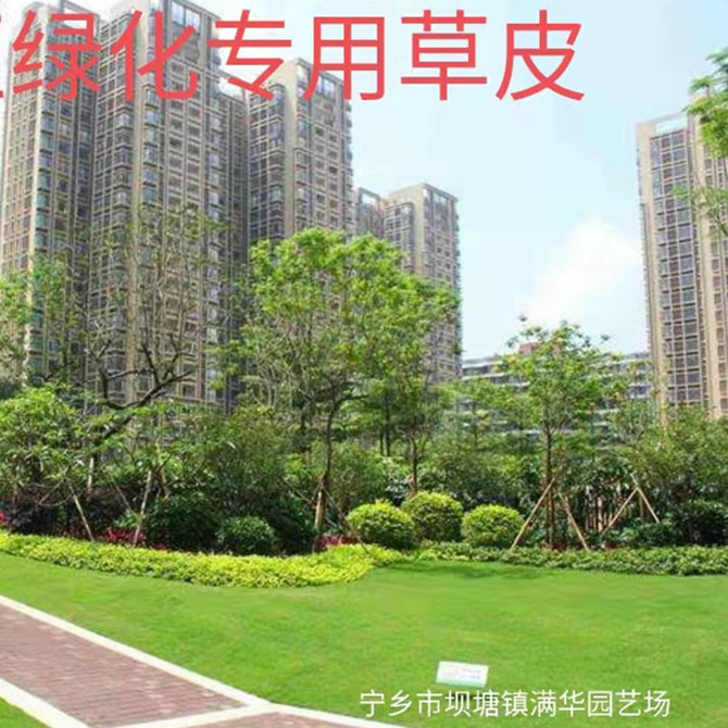 长沙马尼拉草皮基地