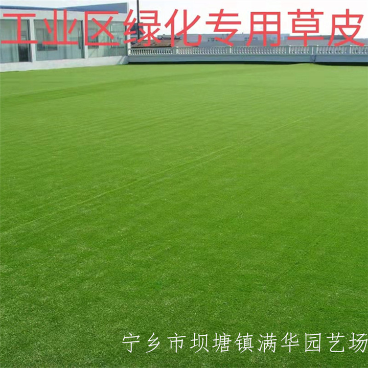湖南马尼拉草皮