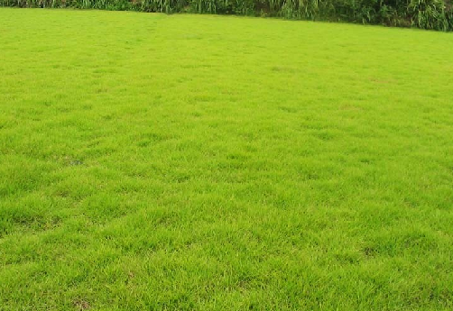 长沙马尼拉草坪5