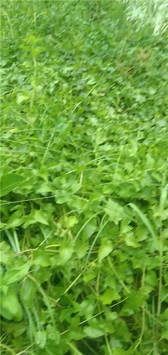 马鞍腃