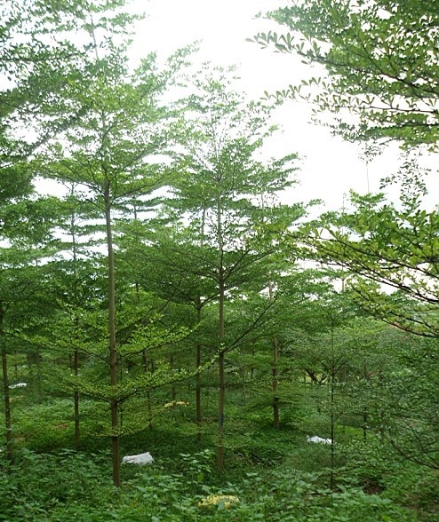 广州小叶榄仁供应商-广东小叶榄仁小苗基地