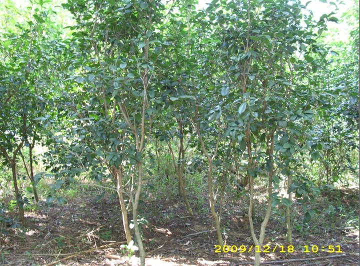 广东绿高苗木基地2012**供应：广东四季桂、四季桂树、四季桂批发
