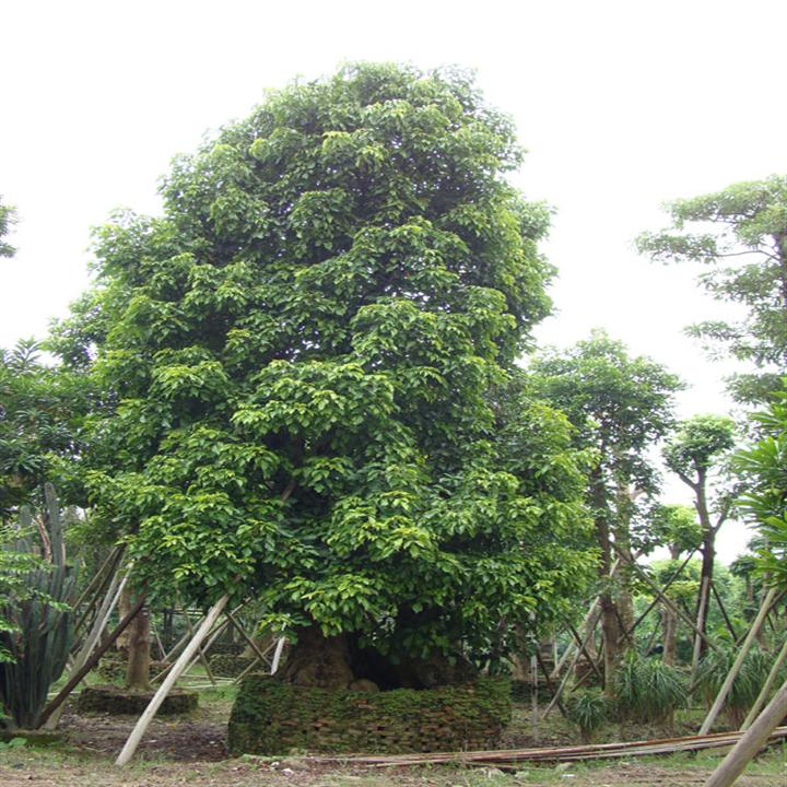 广东出售秋枫\中山秋枫基地\秋枫专业种植