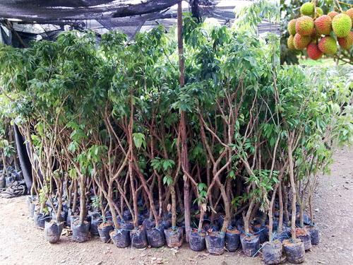 广州荔枝小苗、供应荔枝小苗、荔枝小苗价格