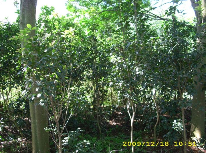 供应四季桂/广东四季桂基地/四季桂树/四季桂价格/四季桂花树