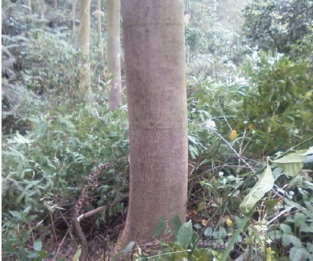 供应南洋楹\南洋楹批发\南洋楹大树\福建南洋楹\中山南洋楹\珠三角南洋楹