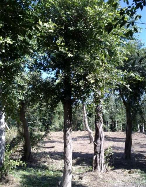 南洋楹\供应南洋楹\销售南洋楹\南洋楹基地\南洋楹价格\南洋楹批发\南洋楹大树