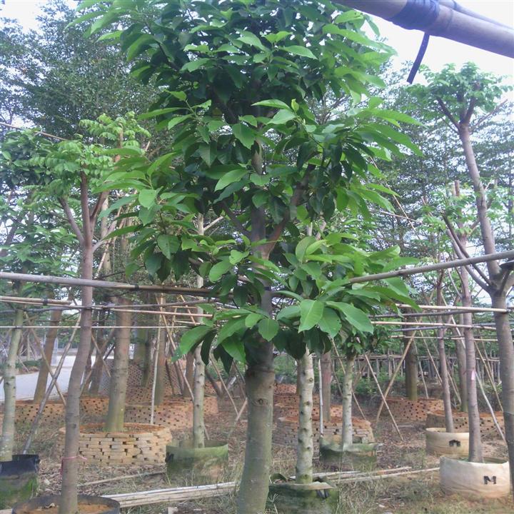 广东白玉兰基地-出售白玉兰-白玉兰供应商