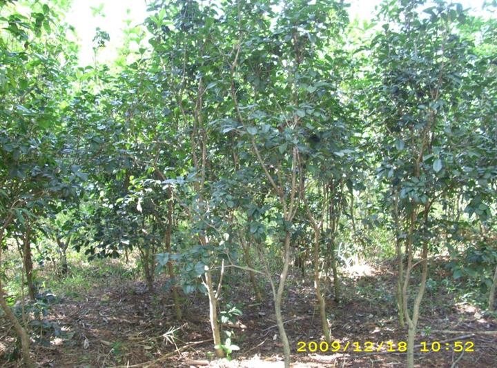 四季桂\四季桂基地\四季桂批发\广东四季桂种植\广东四季桂供应商