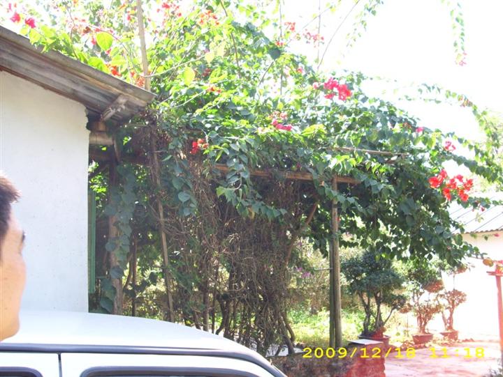 广东苗木基地\绿高苗木基地供应\各种广东苗木\广东苗木价格