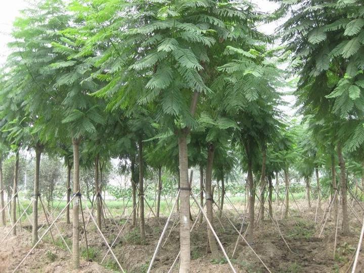 广州蓝花楹、优质蓝花楹哪里找、蓝花楹价格