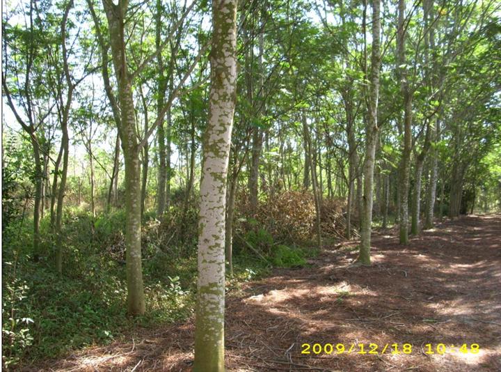 求购南洋楹|那里有南洋楹卖|南洋楹基地|南洋楹的价格是多少