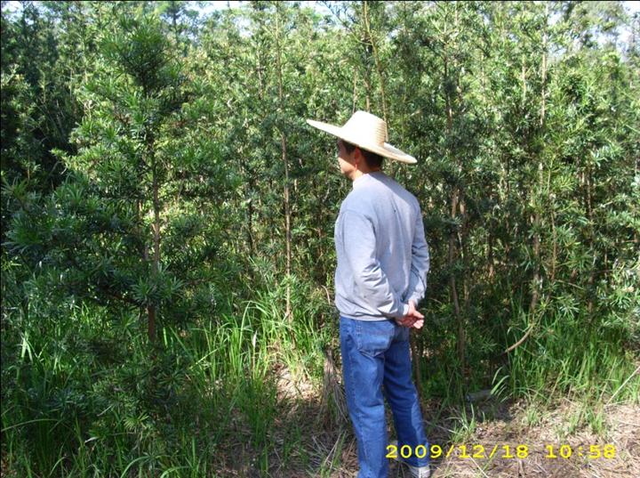 广东罗汉松\惠州罗汉松\博罗罗汉松\供应罗汉松\罗汉松价格\罗汉批发