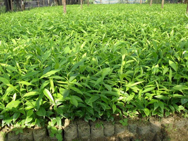 广州沉香小苗；供应沉香小苗；沉香小苗基地