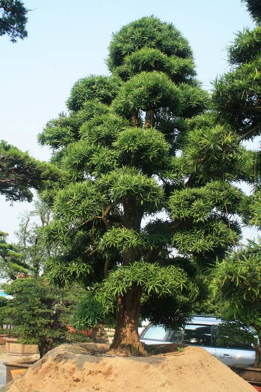 供应3-9公分罗汉松\广东罗汉松批发\中山罗汉松价格\销售罗汉松