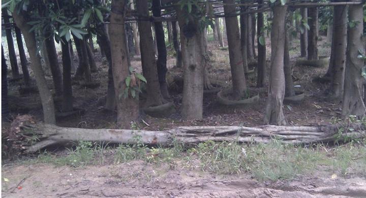 供应南洋楹\销售南洋楹\10-40公分胸径南洋楹\南洋楹基地\南洋楹大树批发 