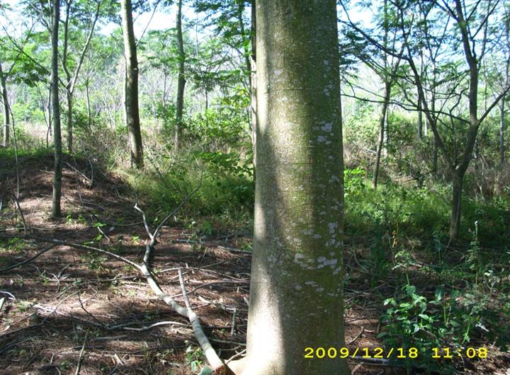 求购南洋楹|求购10-40公分胸径南洋楹|南洋楹大树批发|南洋楹