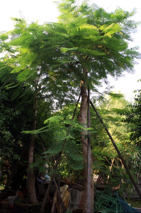 广东南洋楹\广东南洋楹基地\供应南洋楹\惠州南洋楹\中山南洋楹\福建南洋楹