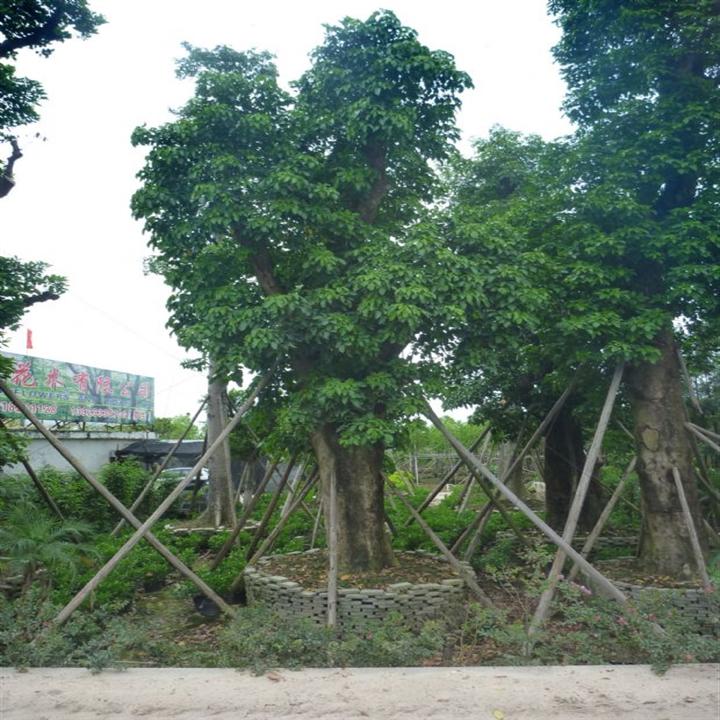 秋枫**行情\出售优质秋枫\广东秋枫批发