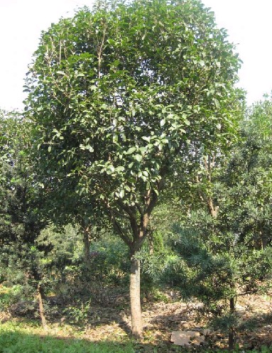 供应四季桂|四季桂批发|广东四季桂价格|销售广东四季桂|四季桂基地