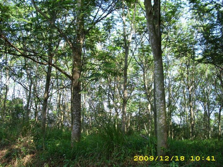 广东南洋楹|惠州南洋楹|深圳南洋楹|中山南洋楹|博罗南洋楹|珠海南洋楹