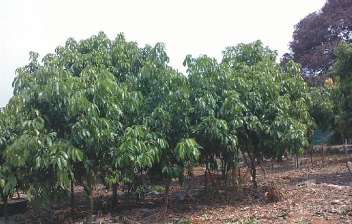 福建荔枝小苗；出售荔枝小苗；优质荔枝小苗